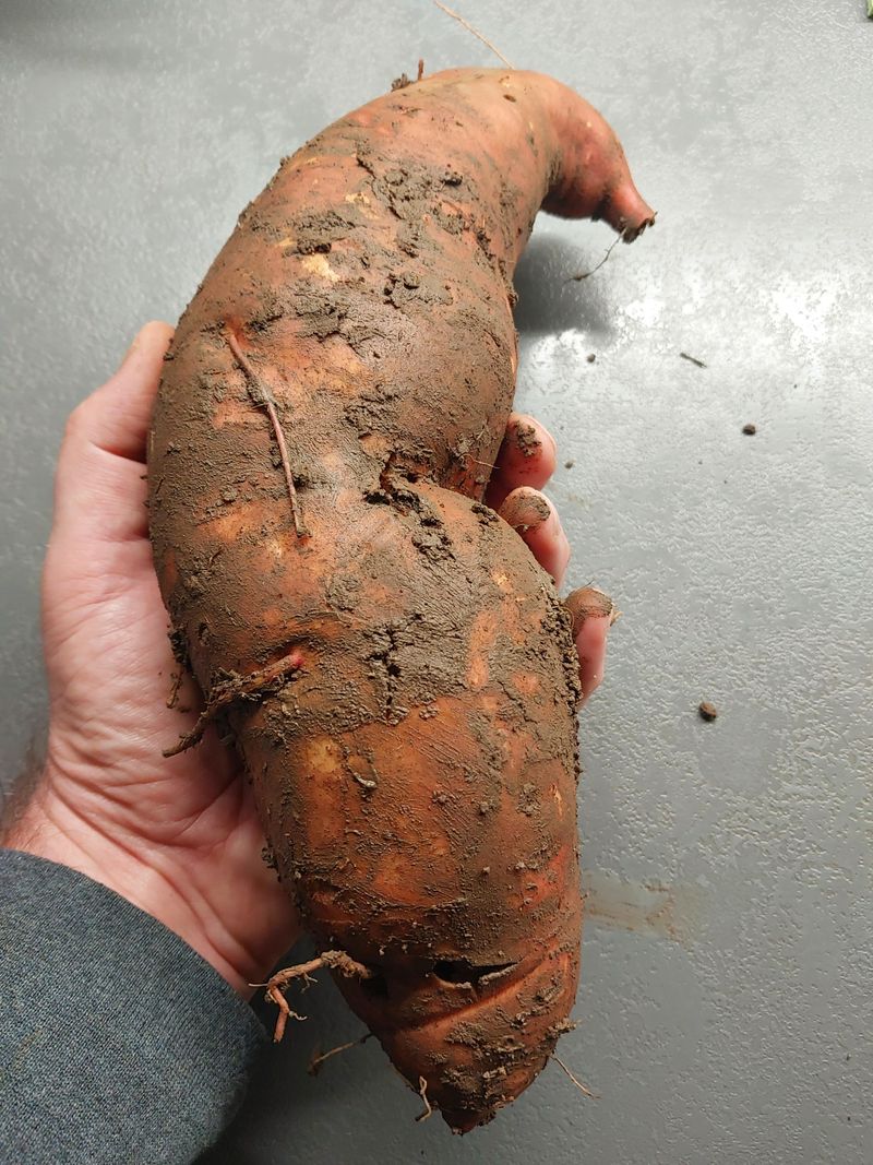 North Carolina's Huge Sweet Potato