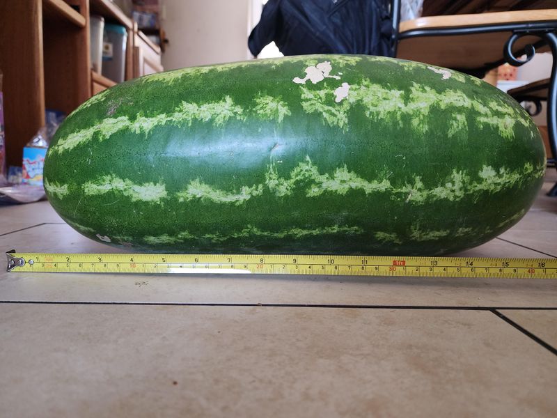 North Carolina - Giant Watermelon