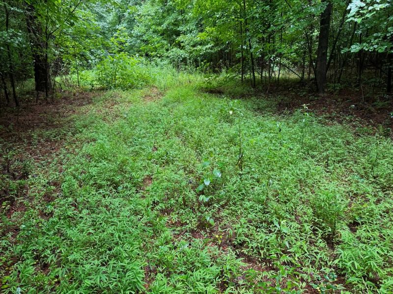 North Carolina: Japanese Stiltgrass