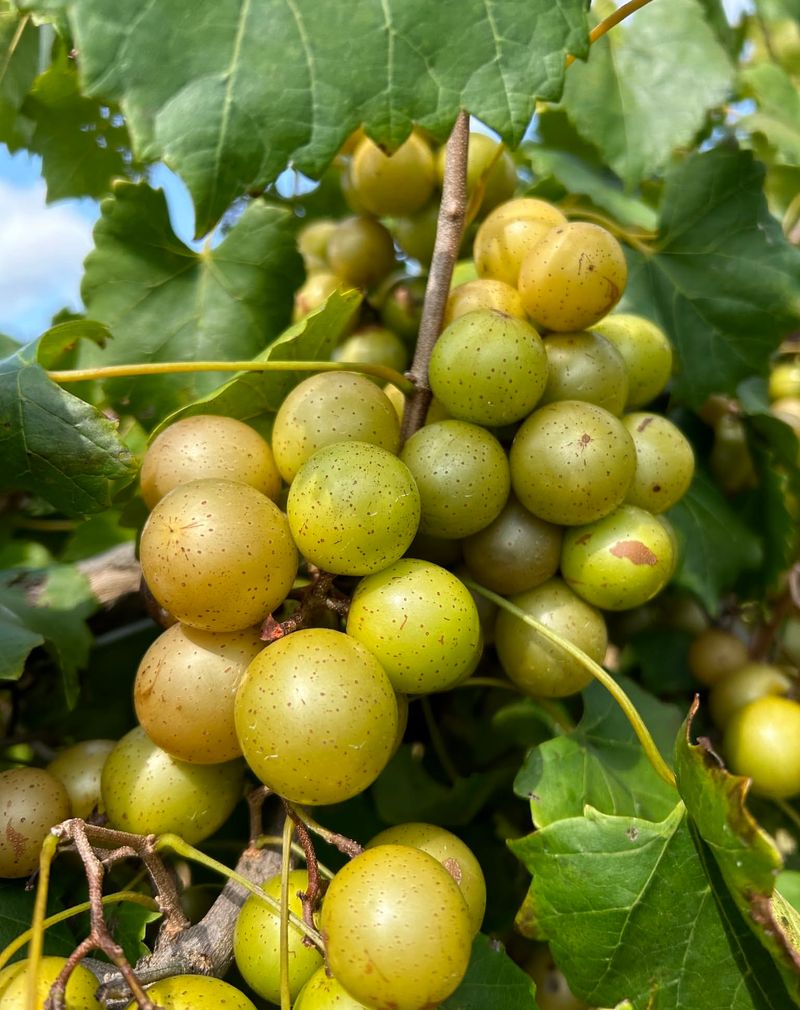 North Carolina: Scuppernong Grape