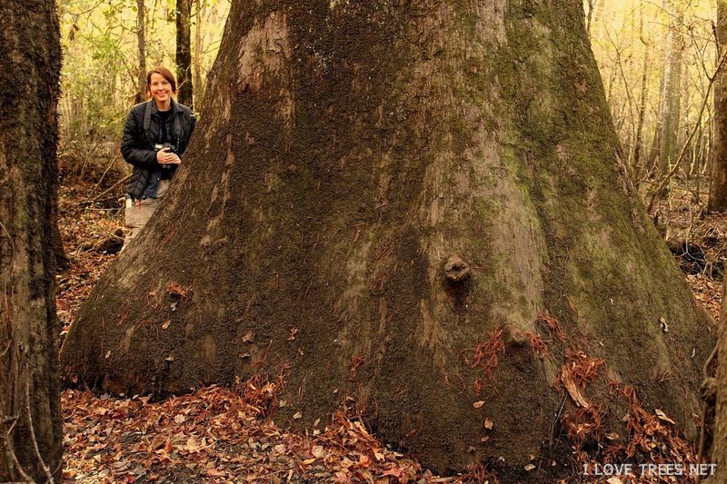 North Carolina's Woodland Sentinel