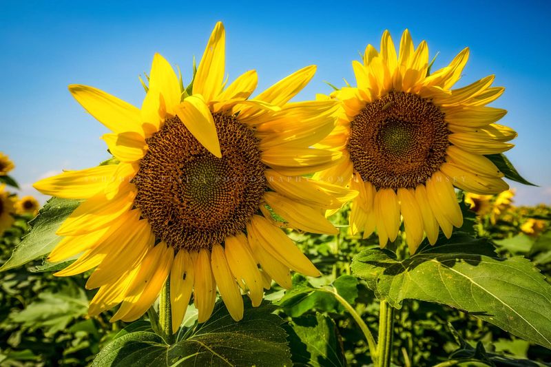 North Dakota's Enormous Sunflower