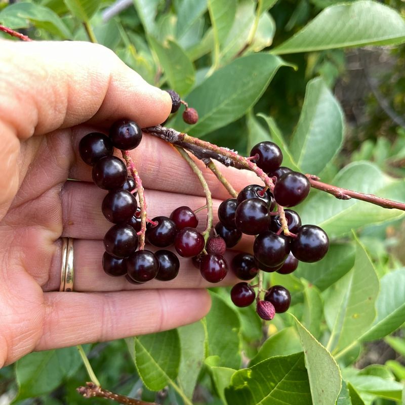 North Dakota: Chokecherry