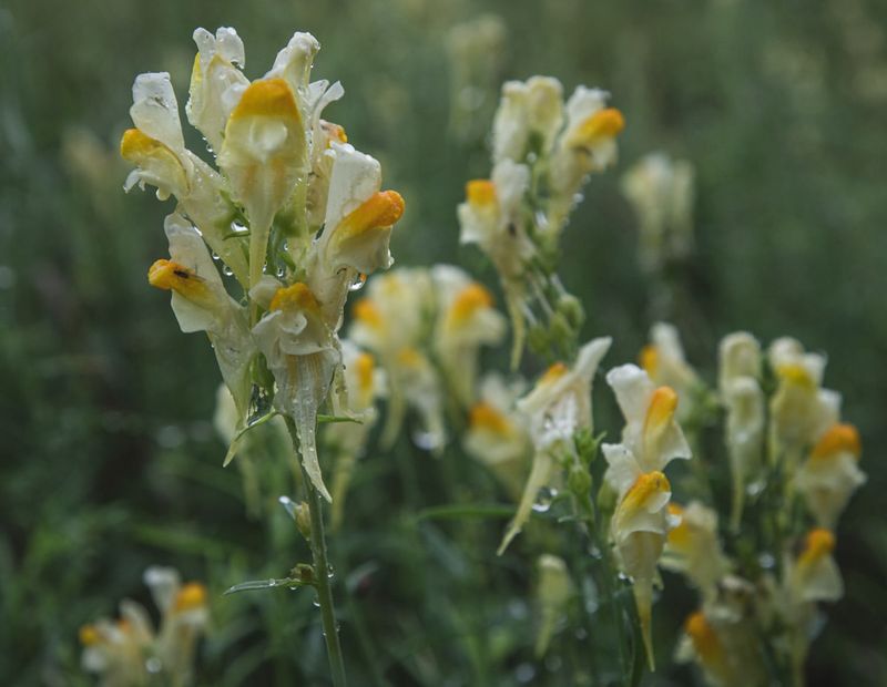 North Dakota: Yellow Toadflax