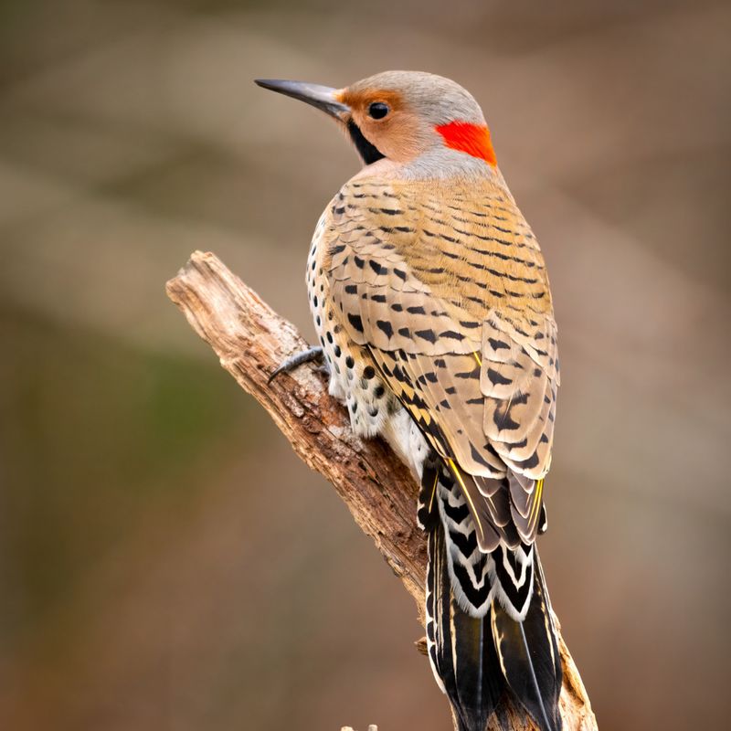 Northern Flicker