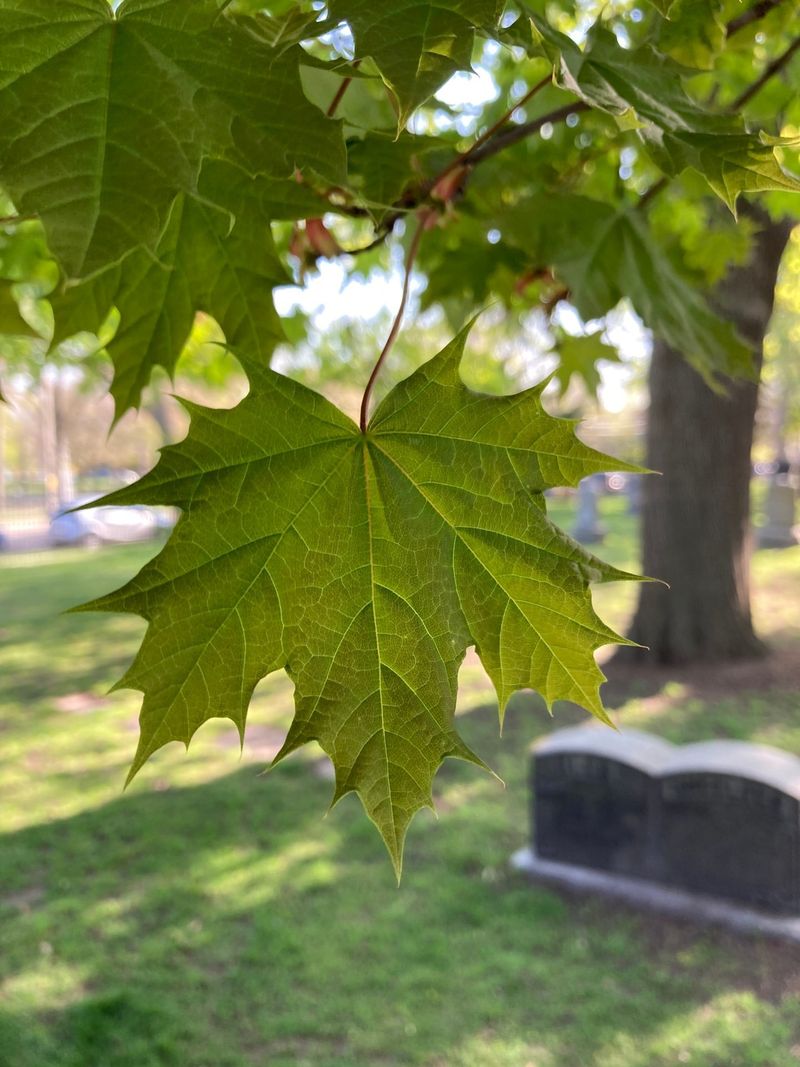 Norway Maple