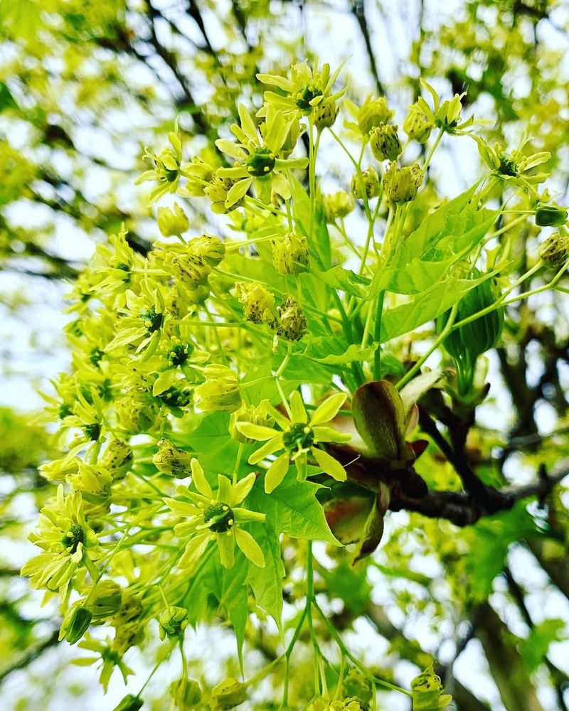 Norway Maple