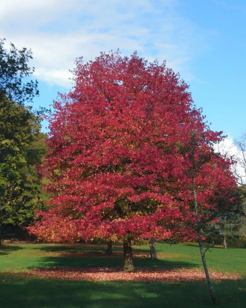 Sweet Gum Tree