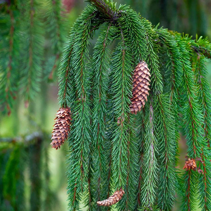 Norway Spruce