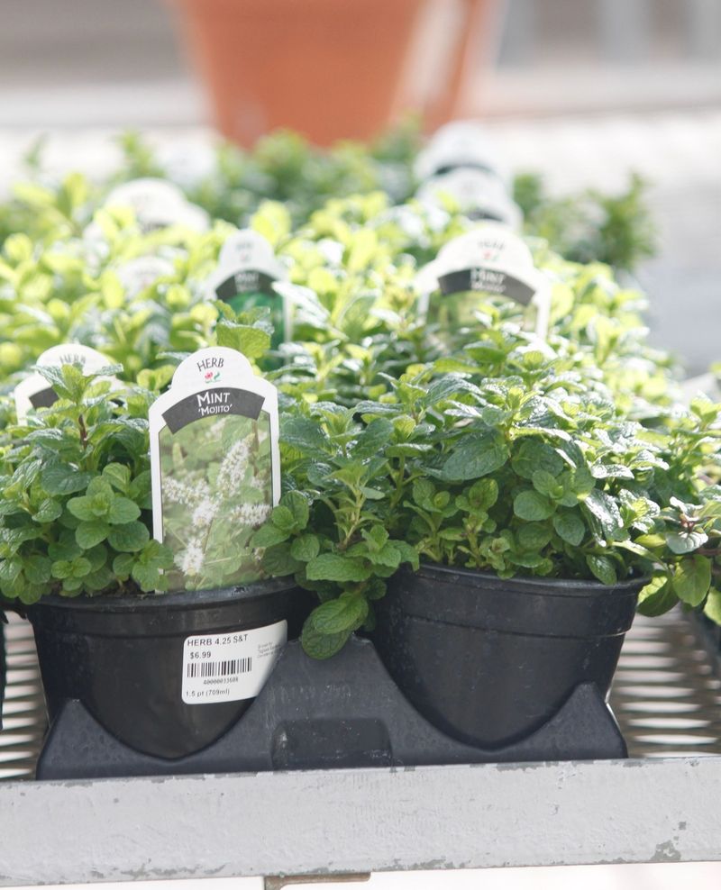 Nourish Potted Herbs