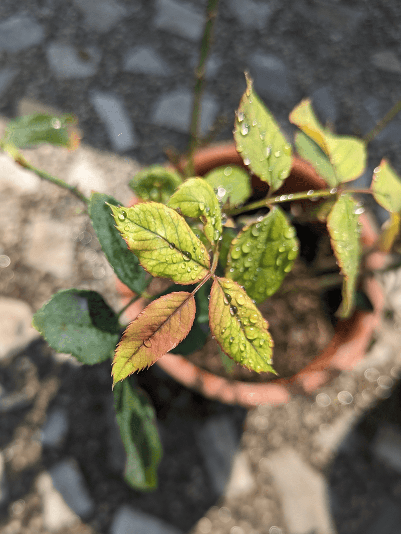 Nutrient Burn Signs