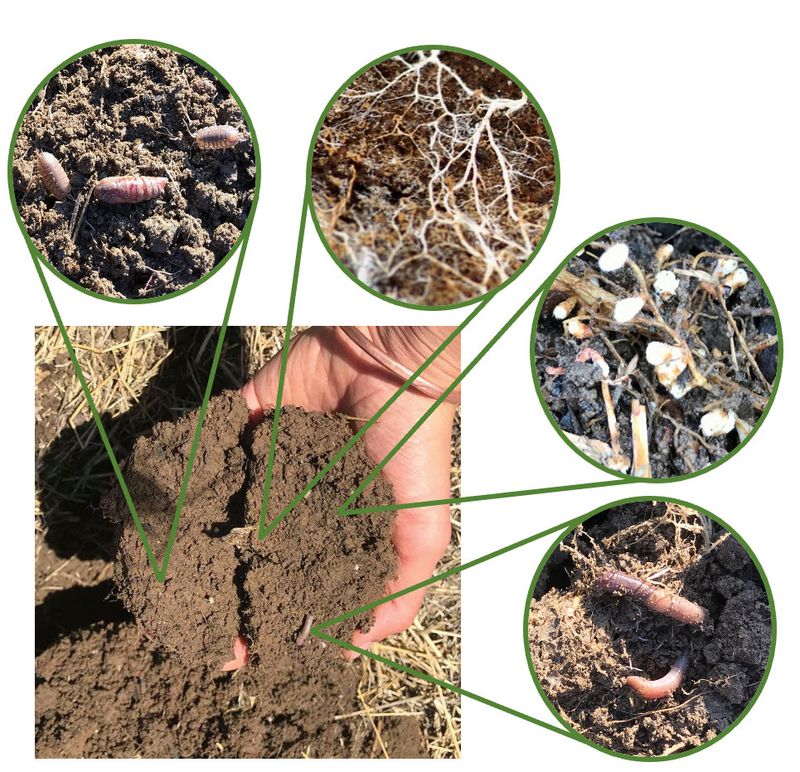 Nutrient Cycling