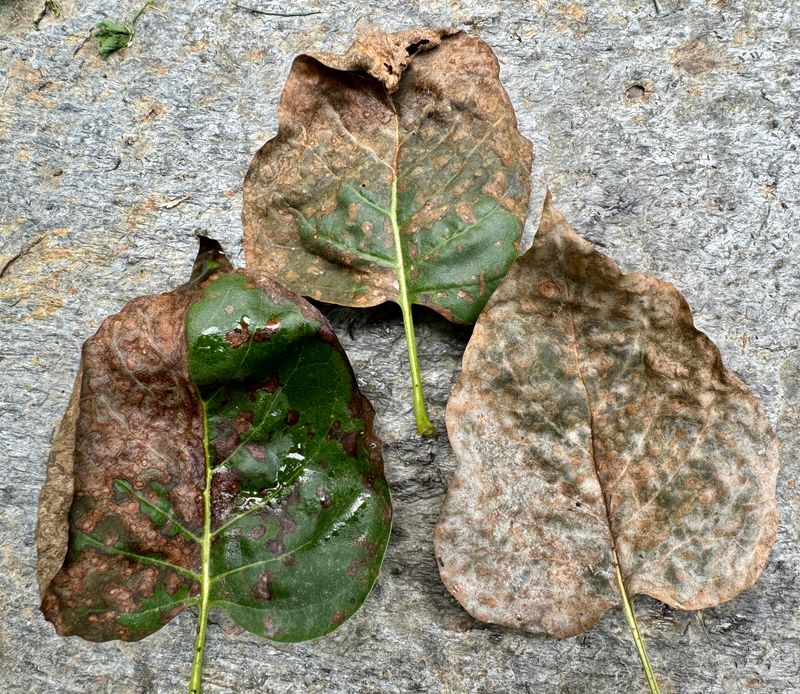 Nutrient Recycling