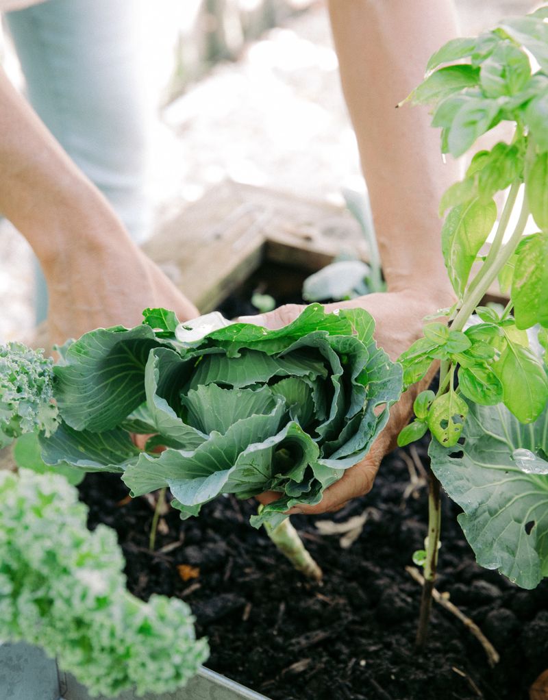 Nutrient-Rich Mulch