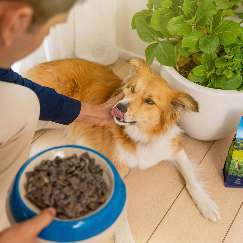 Nutrient-Rich Pet Food Additive