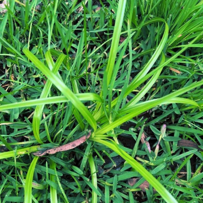 Nutsedge