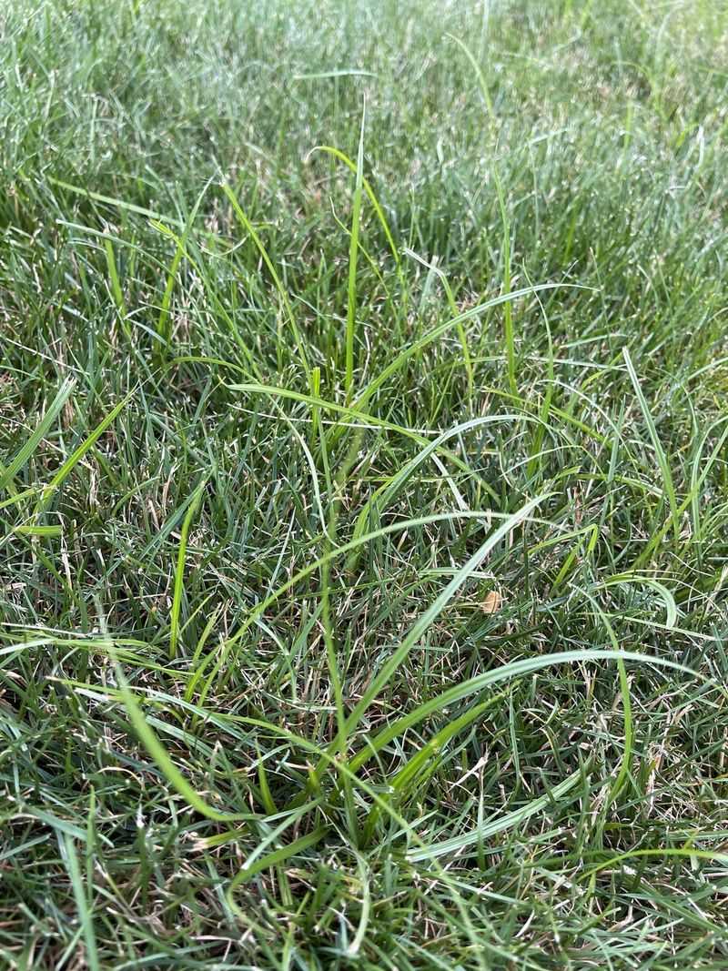 Nutsedge Neutralizer