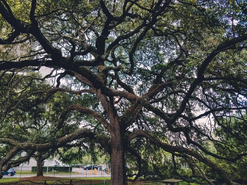 Oak Tree