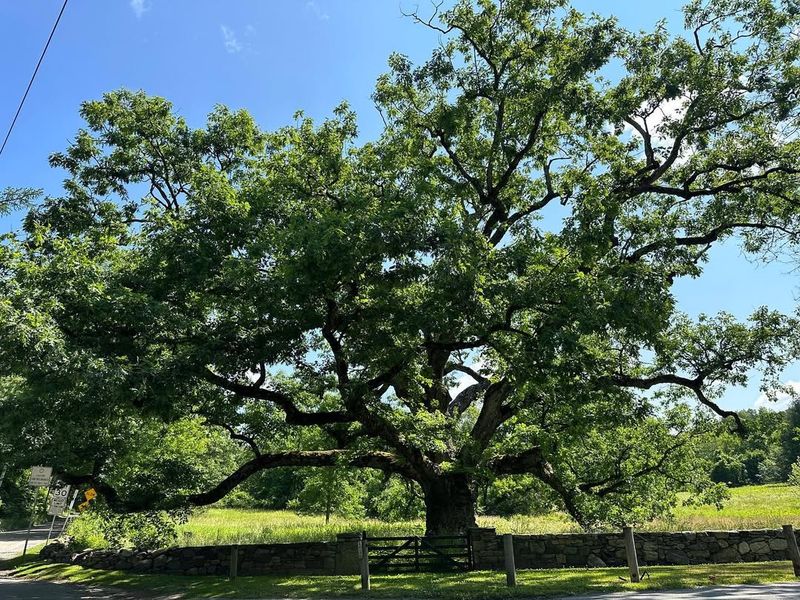 Oak Tree