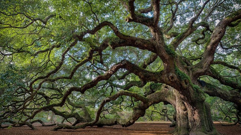 Oak Tree