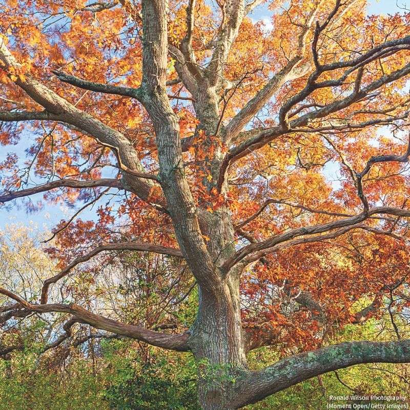 Oak Trees