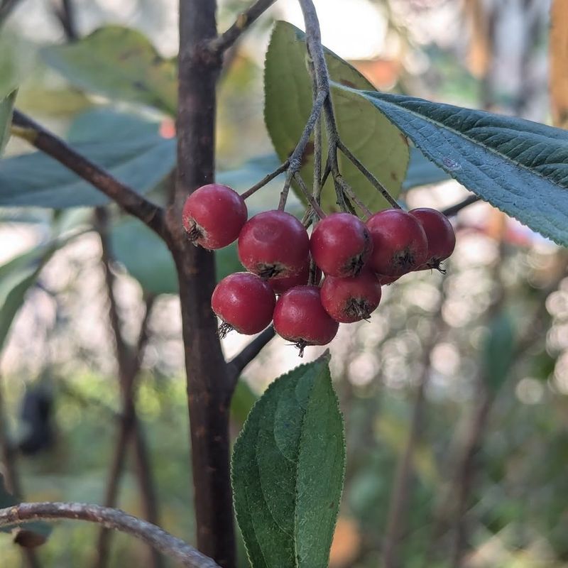 Red Chokeberry