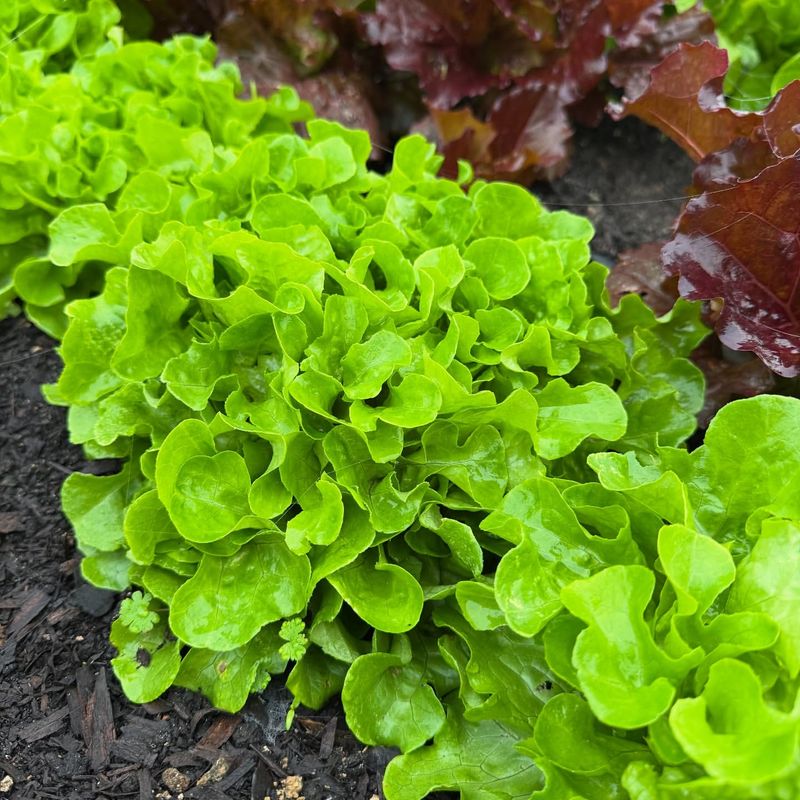 Oakleaf Lettuce