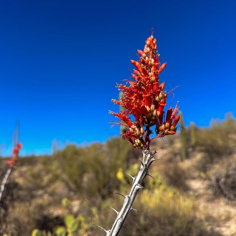 Ocotillo