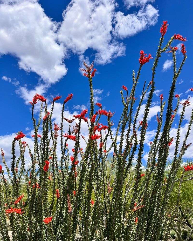 Ocotillo