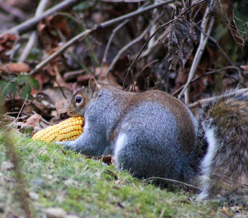 Offer Corn Cobs