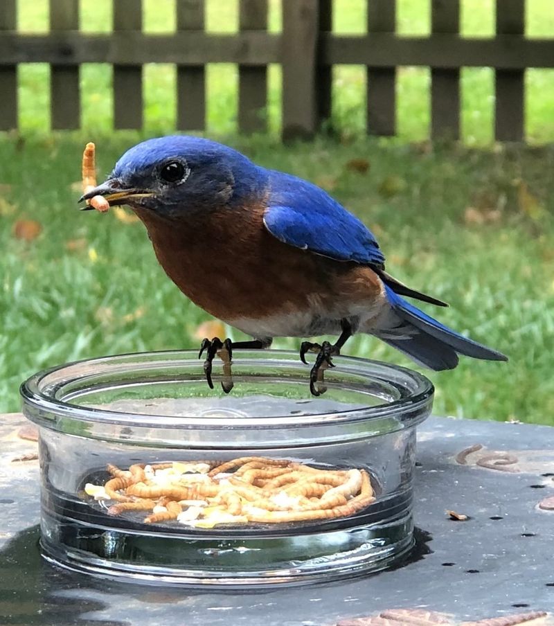 Offer Mealworms