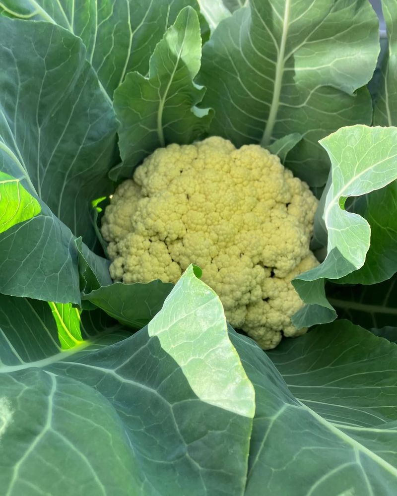 Ohio's Massive Cauliflower