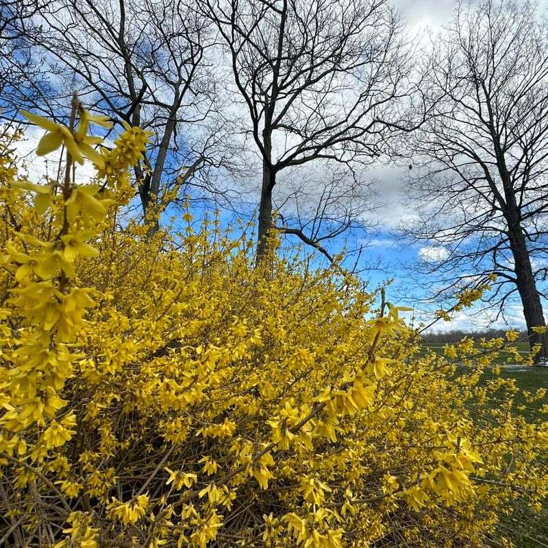 Ohio Forsythia