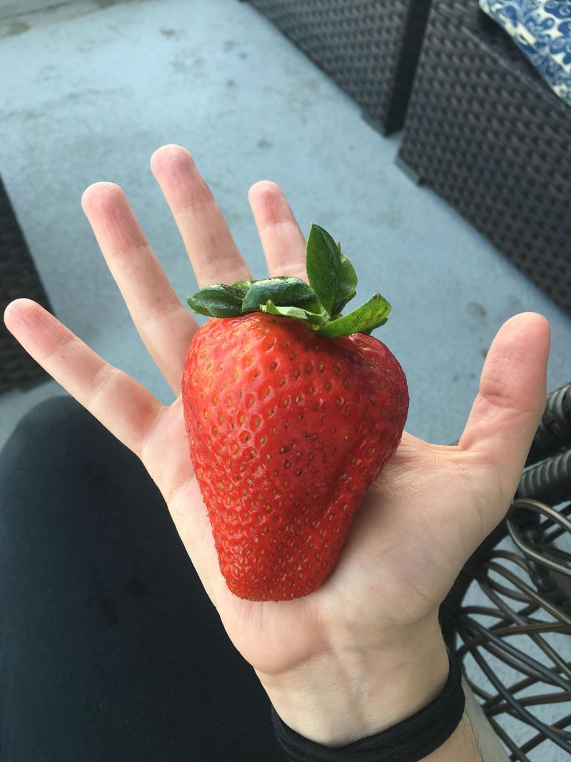 Ohio - Giant Strawberry