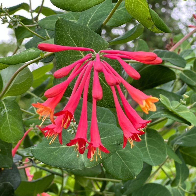 Ohio: Honeysuckle