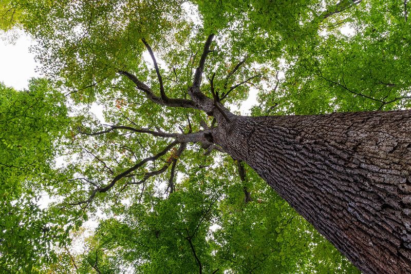 Ohio's Forest Giant