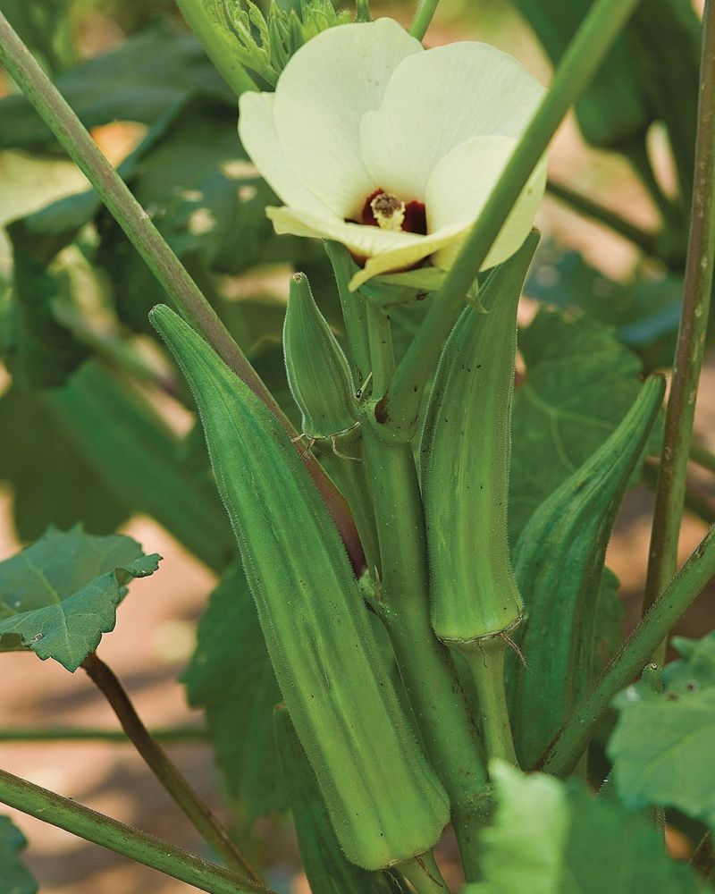 Oklahoma's Large Okra