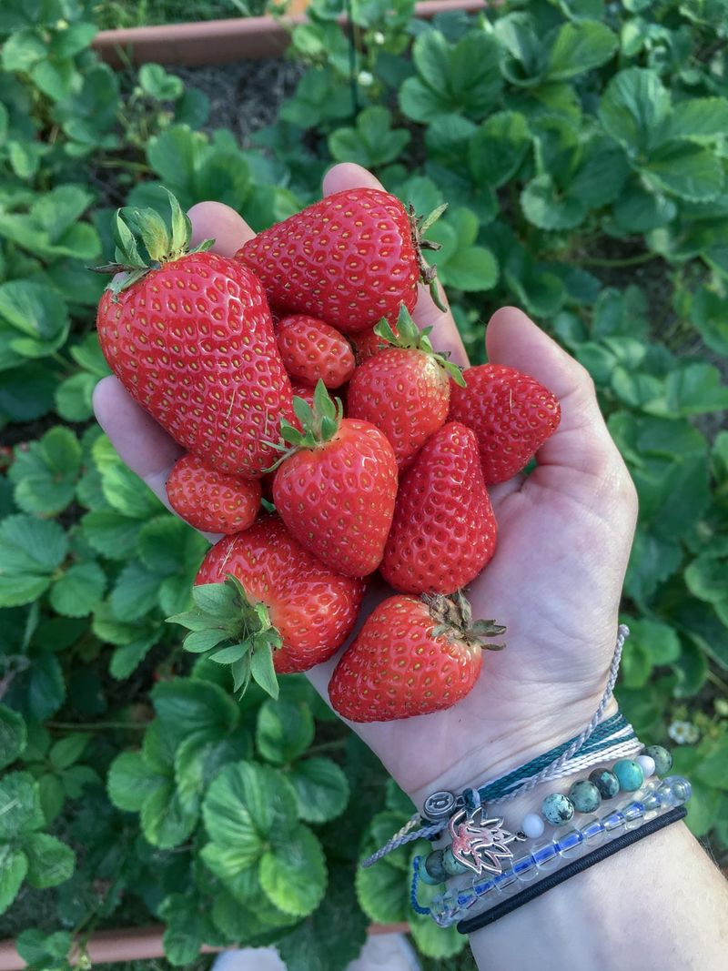 Oklahoma: Strawberry