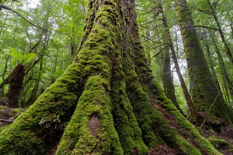 Old Man of Huon