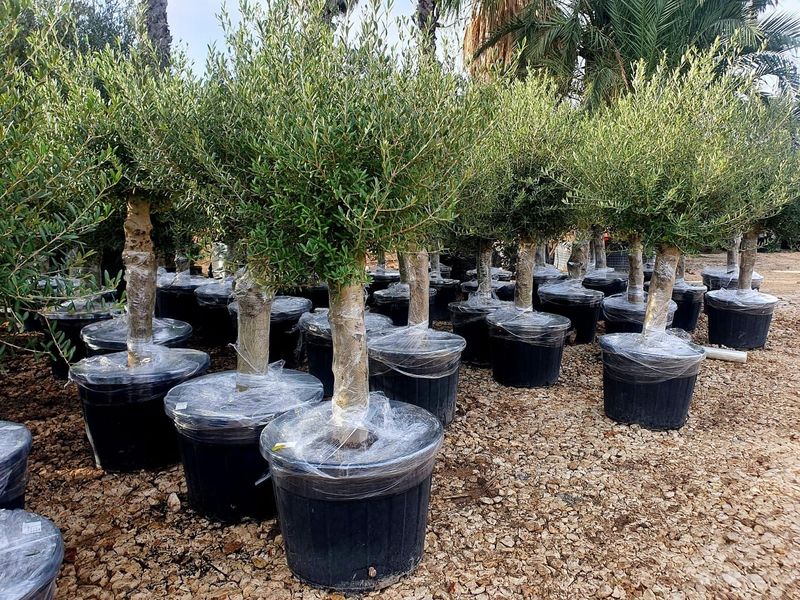 Olea europaea (Olive)