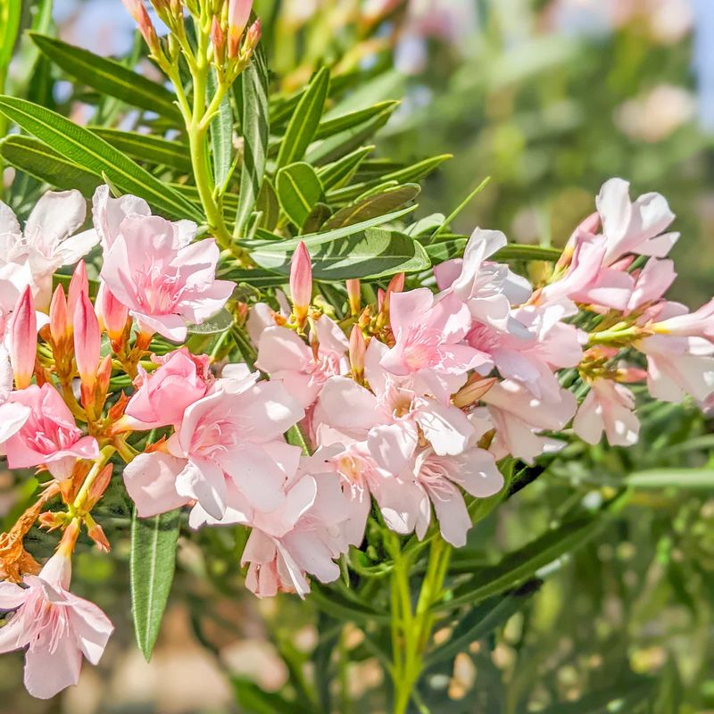 Oleander