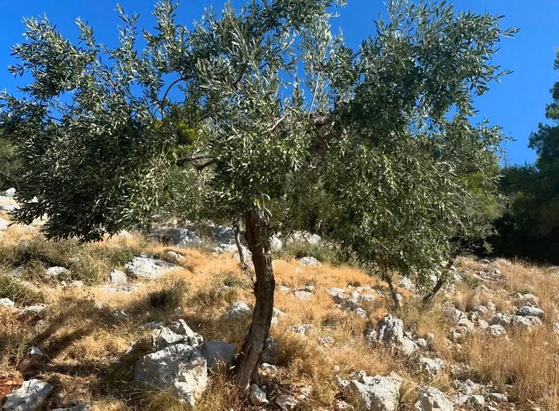 Olive Tree