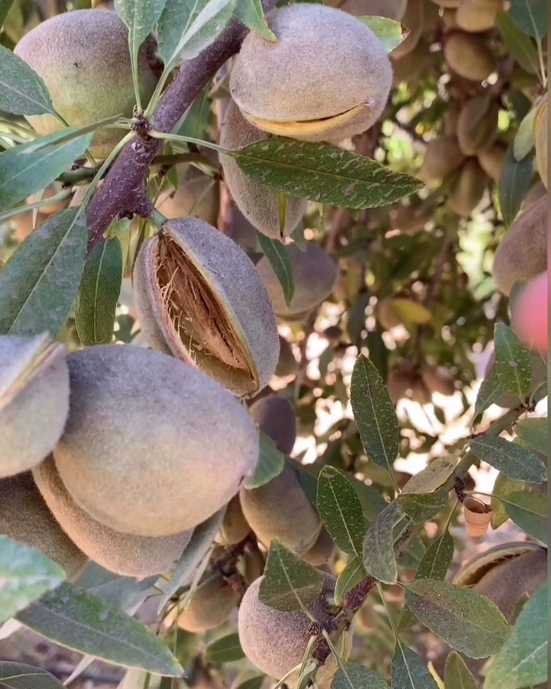 Almond Tree