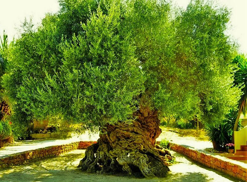 Olive Tree of Vouves