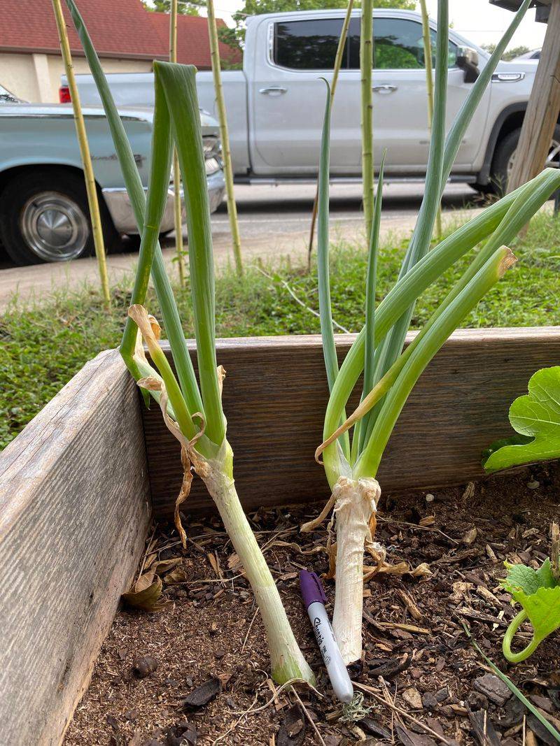 Onion and Peas