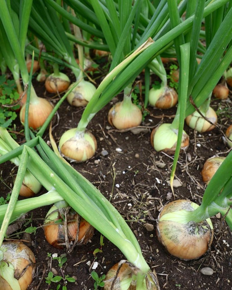 Onions