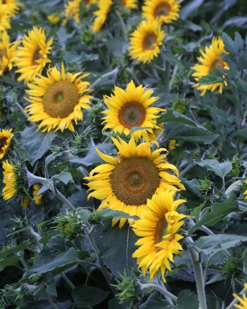 Sunflowers