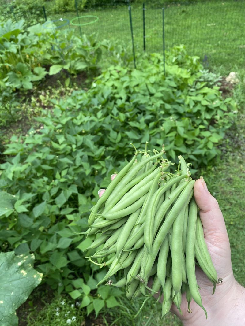 Onions and Beans