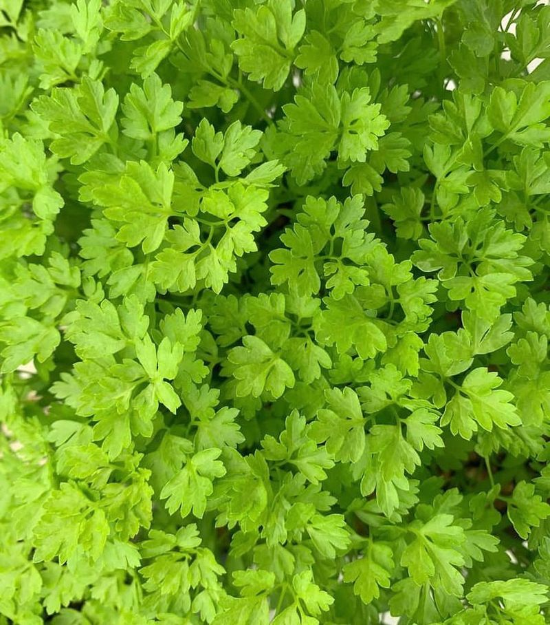 Chervil