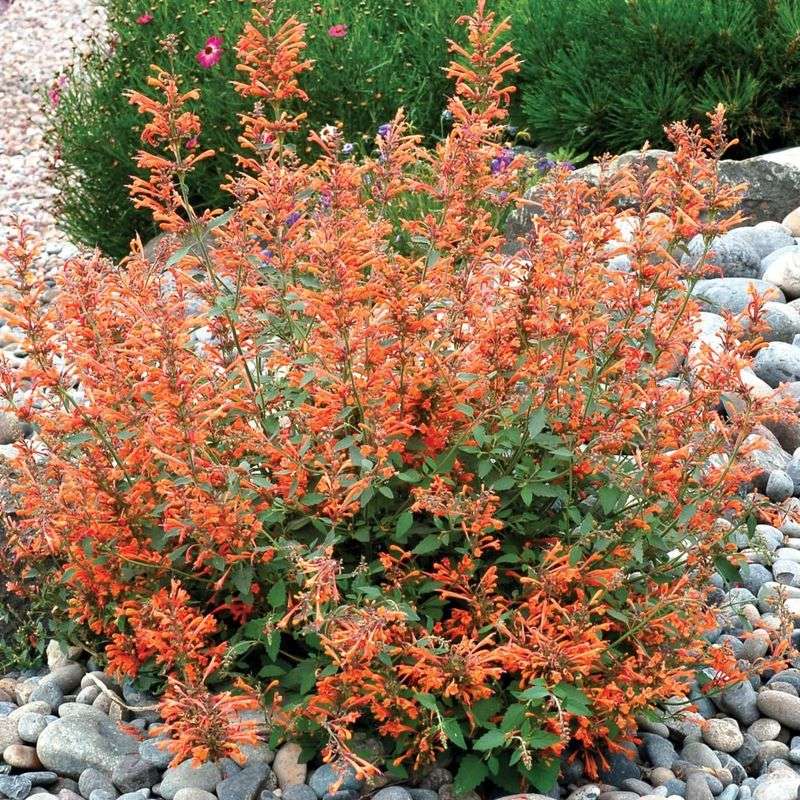 Orange Agastache